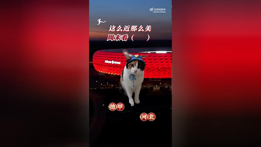 萝卜纸巾猫勇闯足球赛道，德甲宣布将在1月10日回归：蒸蚌！